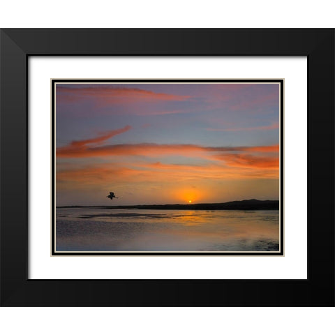 Great Blue Heron at Mustang Island-Texas Black Modern Wood Framed Art Print with Double Matting by Fitzharris, Tim