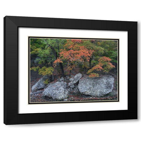 Maples in autumn-Lost Maples State Park-Texas Black Modern Wood Framed Art Print with Double Matting by Fitzharris, Tim