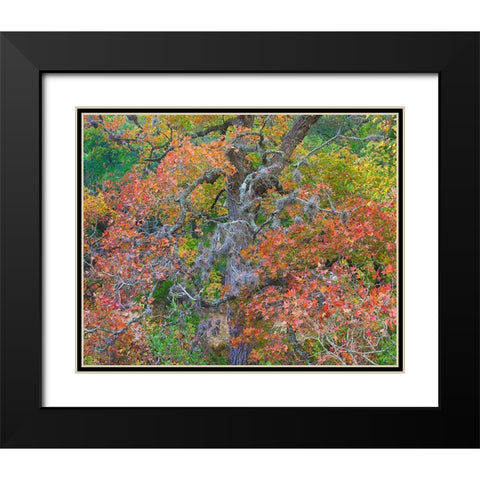 Maples in autumn-Lost Maples State Park-Texas Black Modern Wood Framed Art Print with Double Matting by Fitzharris, Tim