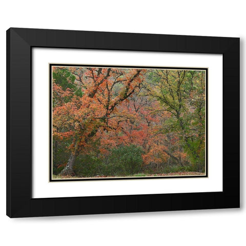 Maples in autumn-Lost Maples State Park-Texas Black Modern Wood Framed Art Print with Double Matting by Fitzharris, Tim