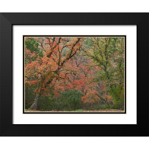 Maples in autumn-Lost Maples State Park-Texas Black Modern Wood Framed Art Print with Double Matting by Fitzharris, Tim