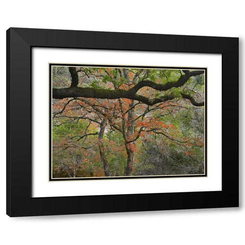 Lost Maples State Park-Texas Black Modern Wood Framed Art Print with Double Matting by Fitzharris, Tim