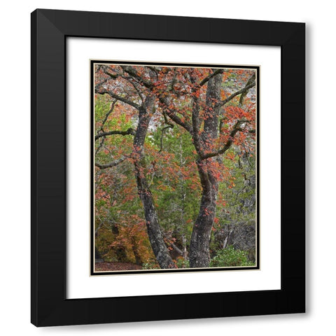 Maples in autumn-Lost Maples State Park-Texas Black Modern Wood Framed Art Print with Double Matting by Fitzharris, Tim