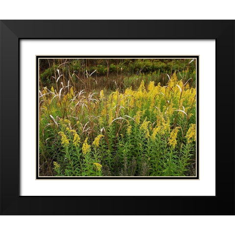 Goldenrods near DeQueen-Arkansas Black Modern Wood Framed Art Print with Double Matting by Fitzharris, Tim