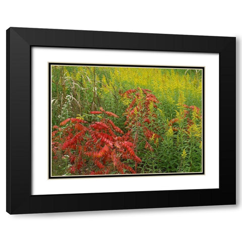 Sumac and goldenrods near DeQueen-Arkansas Black Modern Wood Framed Art Print with Double Matting by Fitzharris, Tim