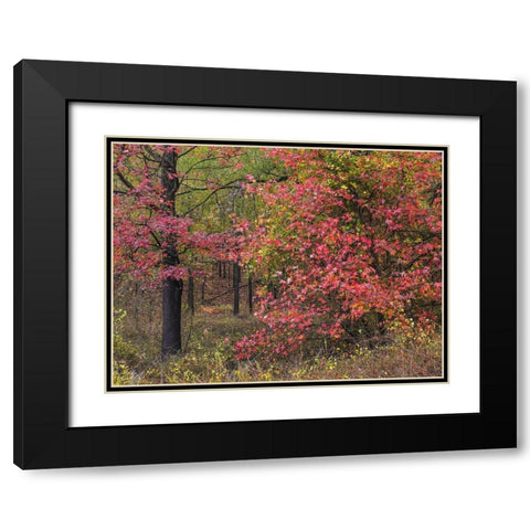 Sweetgum in autumn at Gillham Lake-Arkansas Black Modern Wood Framed Art Print with Double Matting by Fitzharris, Tim