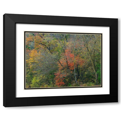 Oak-hickory Woodlands-Ozark National Forest-Arkansas Black Modern Wood Framed Art Print with Double Matting by Fitzharris, Tim