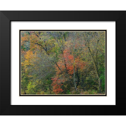 Oak-hickory Woodlands-Ozark National Forest-Arkansas Black Modern Wood Framed Art Print with Double Matting by Fitzharris, Tim