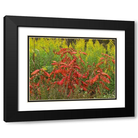 Sumac and Goldenrods near DeQueen-Arkansas Black Modern Wood Framed Art Print with Double Matting by Fitzharris, Tim