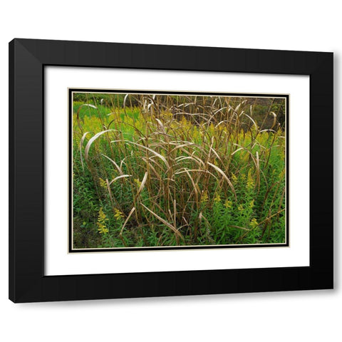 Goldenrods near DeQueen-Arkansas Black Modern Wood Framed Art Print with Double Matting by Fitzharris, Tim