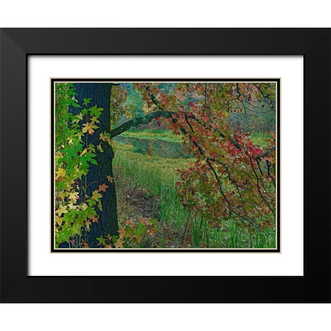 Sweetgum along Wilton Landing-Millwood Lake-Arkansas Black Modern Wood Framed Art Print with Double Matting by Fitzharris, Tim