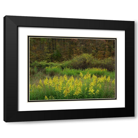 Goldenrods near DeQueen-Arkansas Black Modern Wood Framed Art Print with Double Matting by Fitzharris, Tim