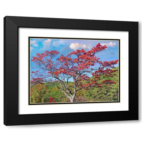 Sawmill Run Overlook-Shenandoah National Park-Virginia Black Modern Wood Framed Art Print with Double Matting by Fitzharris, Tim