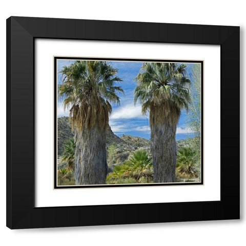 Cottonwood Springs-Joshua Tree National Park-California Black Modern Wood Framed Art Print with Double Matting by Fitzharris, Tim