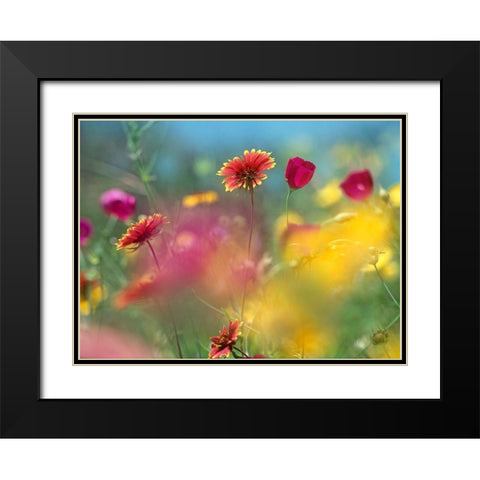 Indian blanket and Wine-cups-Texas Hill Country,Texas Black Modern Wood Framed Art Print with Double Matting by Fitzharris, Tim