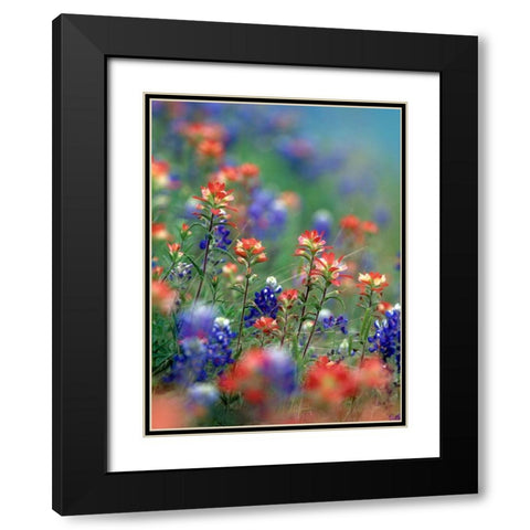Texas Bluebonnets and Indian Paintbrushes-Hill Country-Texas Black Modern Wood Framed Art Print with Double Matting by Fitzharris, Tim