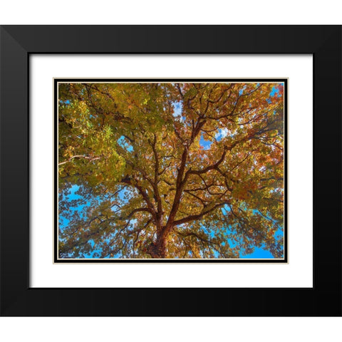 White Oak Tree Crown-Texas Black Modern Wood Framed Art Print with Double Matting by Fitzharris, Tim