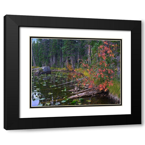 Nymph Lake-Rocky Mountain National Park-Colorado Black Modern Wood Framed Art Print with Double Matting by Fitzharris, Tim