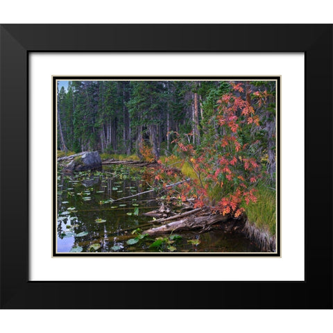 Nymph Lake-Rocky Mountain National Park-Colorado Black Modern Wood Framed Art Print with Double Matting by Fitzharris, Tim
