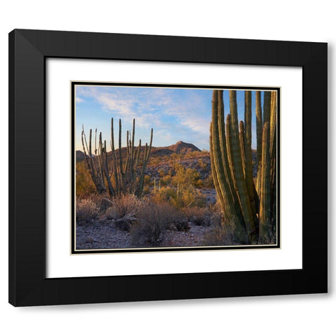 Ajo Mountains-Organ Pipe National Monument-Arizona Black Modern Wood Framed Art Print with Double Matting by Fitzharris, Tim