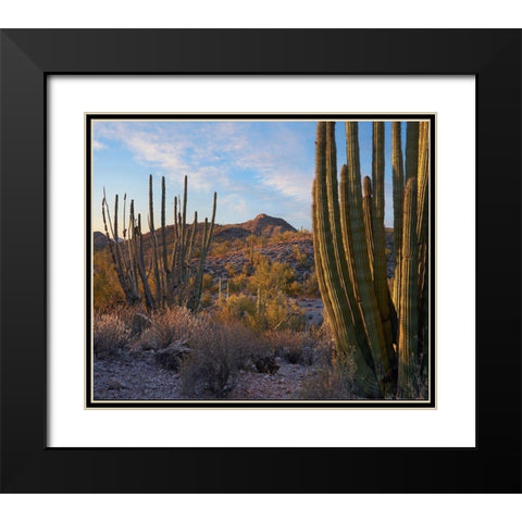 Ajo Mountains-Organ Pipe National Monument-Arizona Black Modern Wood Framed Art Print with Double Matting by Fitzharris, Tim