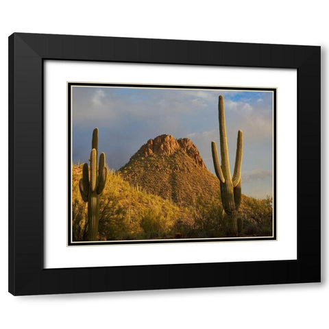 Tucson Mountains-Saguaro National Park-Arizona Black Modern Wood Framed Art Print with Double Matting by Fitzharris, Tim