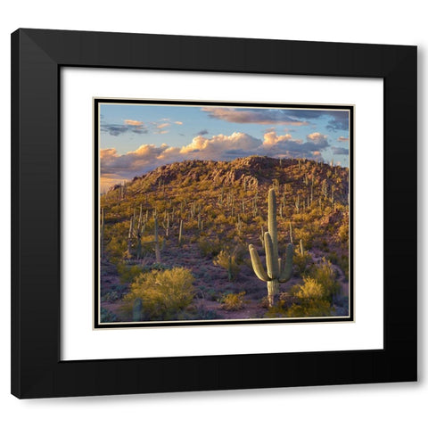 Tucson Mountains-Saguaro National Park-Arizona Black Modern Wood Framed Art Print with Double Matting by Fitzharris, Tim