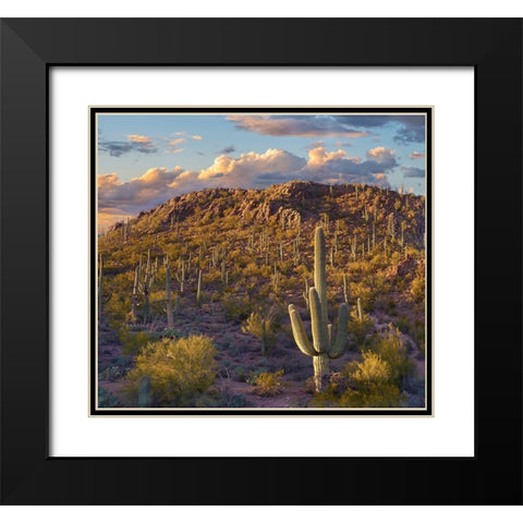 Tucson Mountains-Saguaro National Park-Arizona Black Modern Wood Framed Art Print with Double Matting by Fitzharris, Tim