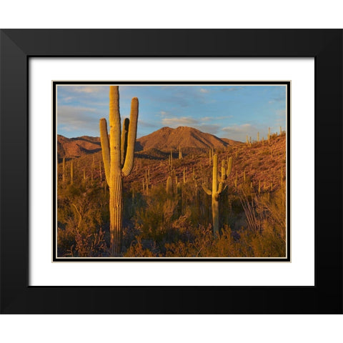 Tucson Mountains-Saguaro National Park-Arizona Black Modern Wood Framed Art Print with Double Matting by Fitzharris, Tim