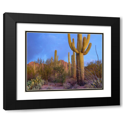 Tucson Mountains-Saguaro National Park-Arizona Black Modern Wood Framed Art Print with Double Matting by Fitzharris, Tim