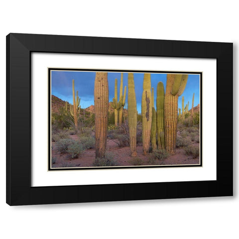 Tucson Mountains-Saguaro National Park-Arizona Black Modern Wood Framed Art Print with Double Matting by Fitzharris, Tim