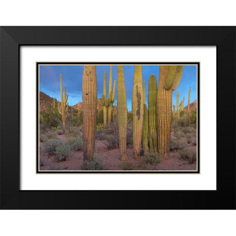 Tucson Mountains-Saguaro National Park-Arizona Black Modern Wood Framed Art Print with Double Matting by Fitzharris, Tim