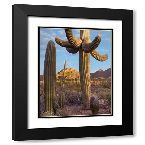 Tucson Mountains-Saguaro National Park-Arizona Black Modern Wood Framed Art Print with Double Matting by Fitzharris, Tim