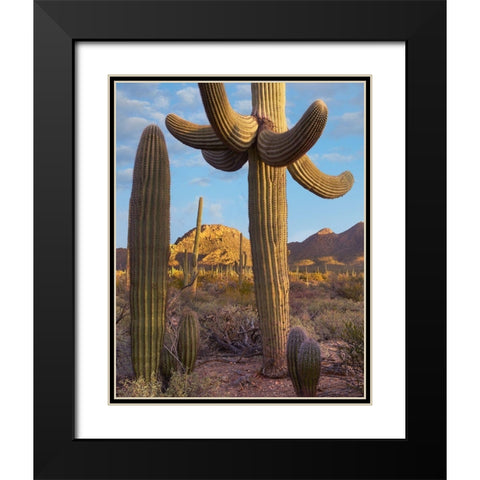 Tucson Mountains-Saguaro National Park-Arizona Black Modern Wood Framed Art Print with Double Matting by Fitzharris, Tim