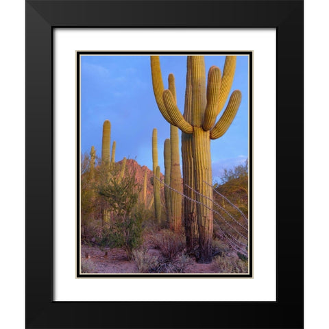 Tucson Mountains-Saguaro National Park-Arizona Black Modern Wood Framed Art Print with Double Matting by Fitzharris, Tim