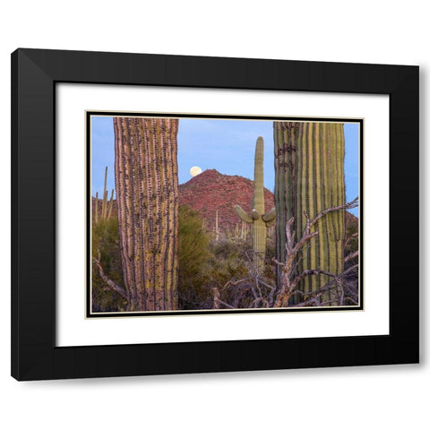 Tucson Mountains-Saguaro National Park-Arizona Black Modern Wood Framed Art Print with Double Matting by Fitzharris, Tim