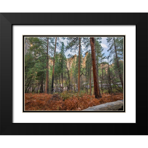 Coconino National Forest from West Fork Trail near Sedona-Arizona Black Modern Wood Framed Art Print with Double Matting by Fitzharris, Tim