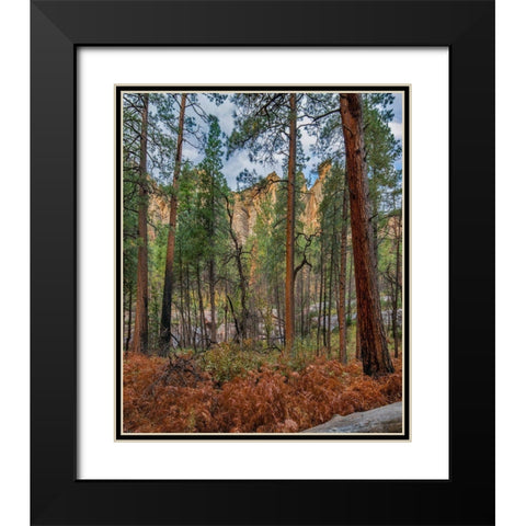 Coconino National Forest from West Fork Trail near Sedona-Arizona Black Modern Wood Framed Art Print with Double Matting by Fitzharris, Tim