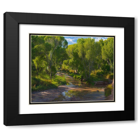 Cottonwoods along the San Pedro River-Arizona-USA Black Modern Wood Framed Art Print with Double Matting by Fitzharris, Tim