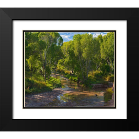 Cottonwoods along the San Pedro River-Arizona-USA Black Modern Wood Framed Art Print with Double Matting by Fitzharris, Tim