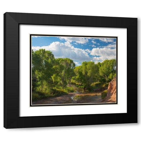 Cottonwoods along the San Pedro River-Arizona-USA Black Modern Wood Framed Art Print with Double Matting by Fitzharris, Tim