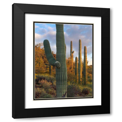 Saguaros at Joshua Tree National Monument-California-USA Black Modern Wood Framed Art Print with Double Matting by Fitzharris, Tim