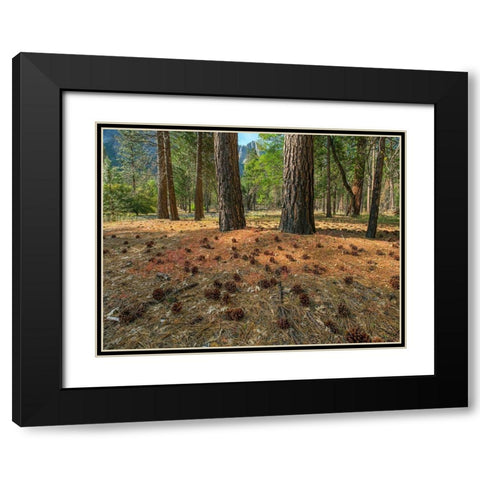 Pine Forest-Yosemite Valley-Yosemite National Park-California-USA Black Modern Wood Framed Art Print with Double Matting by Fitzharris, Tim