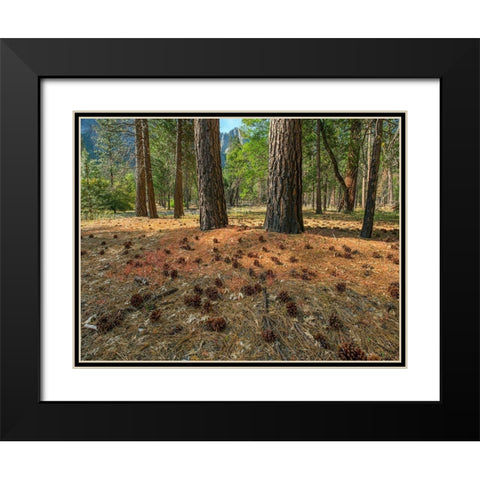 Pine Forest-Yosemite Valley-Yosemite National Park-California-USA Black Modern Wood Framed Art Print with Double Matting by Fitzharris, Tim