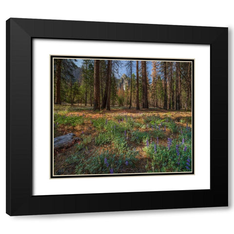 Lupine Meadow-Yosemite Valley-Yosemite National Park-California Black Modern Wood Framed Art Print with Double Matting by Fitzharris, Tim