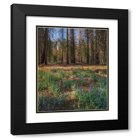 Lupine Meadow-Yosemite Valley-Yosemite National Park-California Black Modern Wood Framed Art Print with Double Matting by Fitzharris, Tim