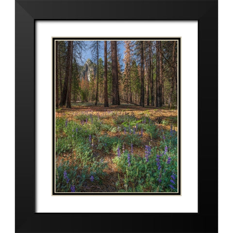 Lupine Meadow-Yosemite Valley-Yosemite National Park-California Black Modern Wood Framed Art Print with Double Matting by Fitzharris, Tim