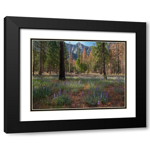 Lupine Meadow-Yosemite Valley-Yosemite National Park-California Black Modern Wood Framed Art Print with Double Matting by Fitzharris, Tim