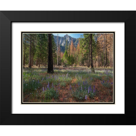 Lupine Meadow-Yosemite Valley-Yosemite National Park-California Black Modern Wood Framed Art Print with Double Matting by Fitzharris, Tim