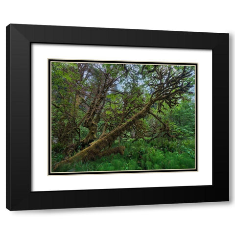 Mossy Big-leaf Maple-Redwood National Park-California-USA Black Modern Wood Framed Art Print with Double Matting by Fitzharris, Tim